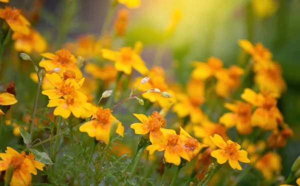 Wet Flowers Marigold Rain Blurred Background — Stock Photo, Image