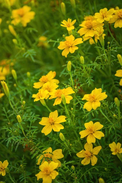 Close Flowers Marigold Blurred Background — Stock Photo, Image