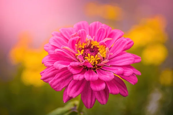 Beautiful Pink Flower Zinnia Garden Blur Background — Stock Photo, Image