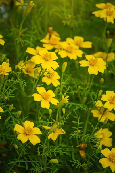 Close Flowers Marigold Blurred Background — Stock Photo, Image