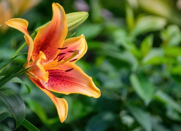 Flor Lirio Amarillo Jardín Sobre Fondo Borroso — Foto de Stock