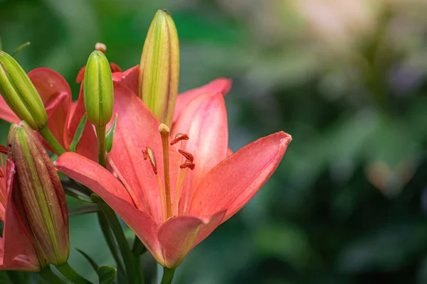 Lindas Flores Lírio Rosa Jardim Dia Verão — Fotografia de Stock