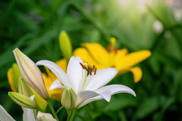 Flor Lírio Branco Jardim Dia Verão — Fotografia de Stock