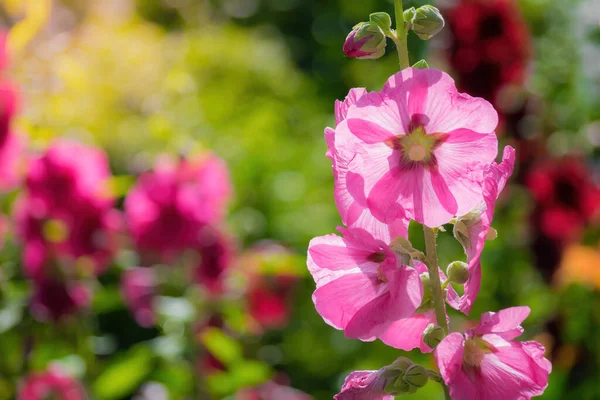 背景がぼやけて晴れた日の紫色の芝刈り機 — ストック写真