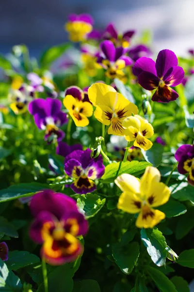 緑を背景に庭のスミレの明るい花 — ストック写真