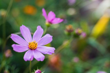 Kozmos çiçeği Kozmos Bipinnatus 'un bulanık arka planı.