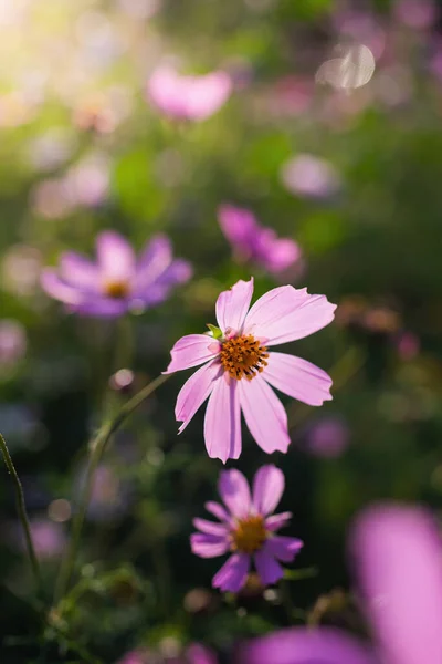 コスモスの花 背景がぼやけているバイピナス — ストック写真