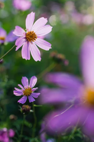 Kosmos Kwiat Cosmos Bipinnatus Zamazanym Tle — Zdjęcie stockowe