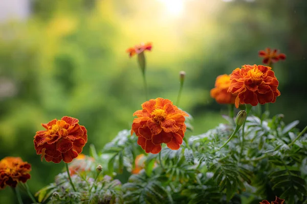 Flor Caléndula Gotas Después Lluvia Día Soleado — Foto de Stock