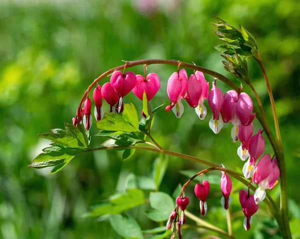 Blühende Rosafarbene Herzchen Sommergarten — Stockfoto