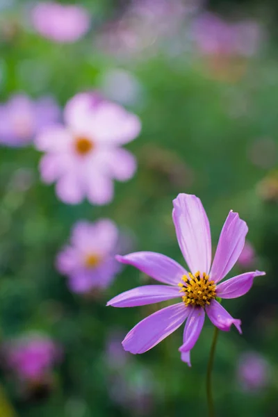 Kosmos Kwiat Cosmos Bipinnatus Zamazanym Tle — Zdjęcie stockowe