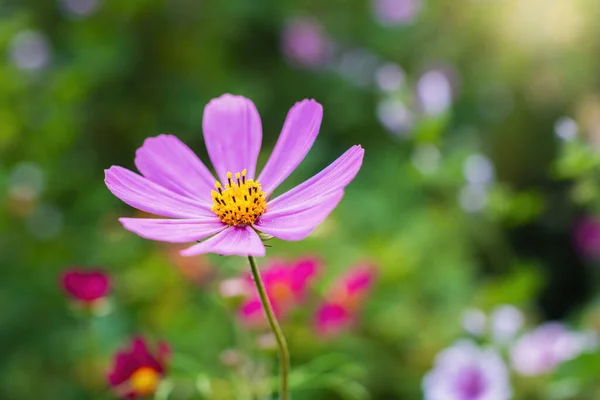 Kosmos Kwiat Cosmos Bipinnatus Zamazanym Tle — Zdjęcie stockowe