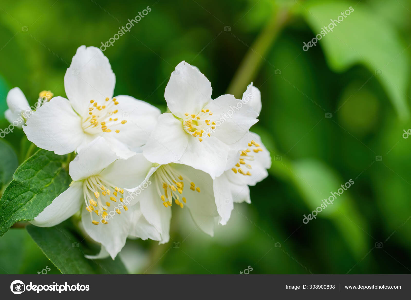 Twig Dengan Bunga Melati Putih Close Musim Semi Dengan Latar Stok Foto C Lugrish 398900898