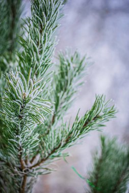 Buz gibi bir kış gününde kar altında dallar.