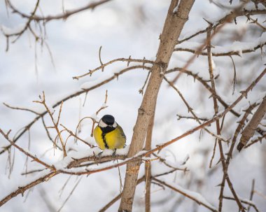 Karlı bir kış gününde ağaç dalında oturan meme faresi..