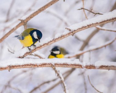 Karlı bir kış gününde ağaç dalında oturan meme faresi..
