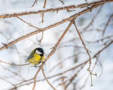 Karlı bir kış gününde ağaç dalında oturan meme faresi..
