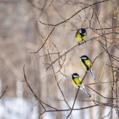 Karlı bir kış gününde ağaç dalında oturan meme faresi..
