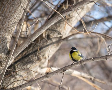 Karlı bir kış gününde ağaç dalında oturan meme faresi..