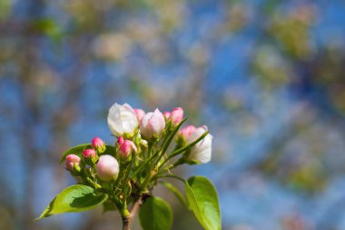 Çiçek açan bir elma ağacının dalları gökyüzüne karşı beyaz çiçekler içinde