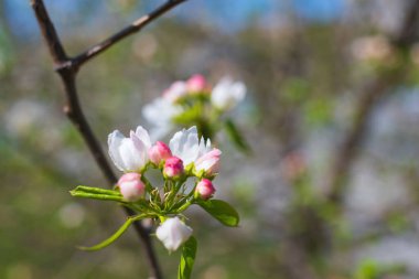 Çiçek açan bir elma ağacının dalları gökyüzüne karşı beyaz çiçekler içinde
