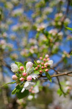 Çiçek açan bir elma ağacının dalları gökyüzüne karşı beyaz çiçekler içinde