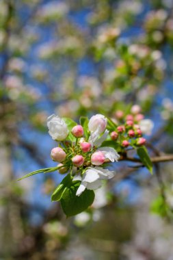 Çiçek açan bir elma ağacının dalları gökyüzüne karşı beyaz çiçekler içinde