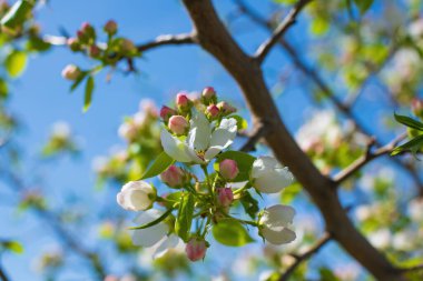Çiçek açan bir elma ağacının dalları gökyüzüne karşı beyaz çiçekler içinde