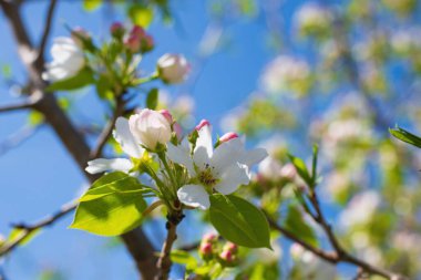 Çiçek açan bir elma ağacının dalları gökyüzüne karşı beyaz çiçekler içinde