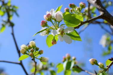 Çiçek açan bir elma ağacının dalları gökyüzüne karşı beyaz çiçekler içinde