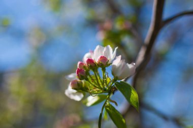 Çiçek açan bir elma ağacının dalları gökyüzüne karşı beyaz çiçekler içinde