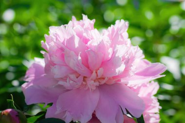 Pembe şakayık çiçeği bir yaz gününde batan güneşin ışınlarına karşı.