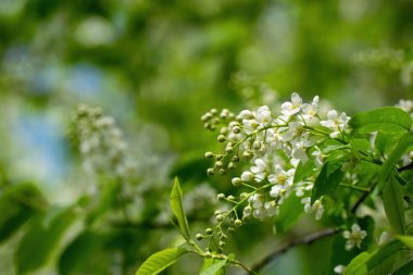 Güneşli bir bahar gününde, beyaz çiçeklerin içinde çiçek açan kuş kirazı dalları..