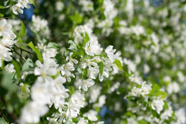 Çiçek açan bir elma ağacının dalları gökyüzüne karşı beyaz çiçekler içinde