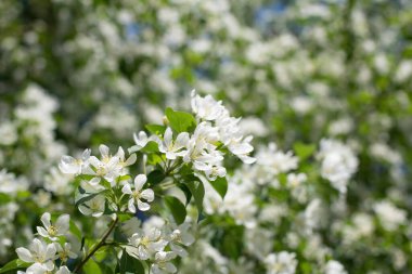 Çiçek açan bir elma ağacının dalları gökyüzüne karşı beyaz çiçekler içinde