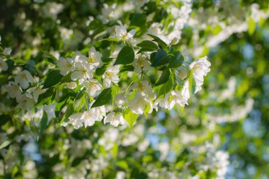 Çiçek açan bir elma ağacının dalları gökyüzüne karşı beyaz çiçekler içinde