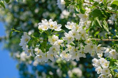 Çiçek açan bir elma ağacının dalları gökyüzüne karşı beyaz çiçekler içinde