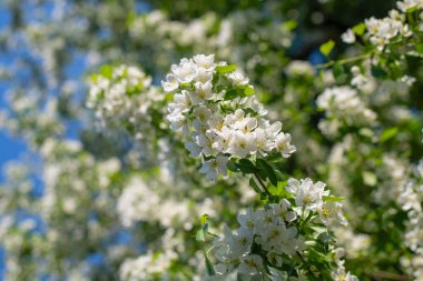 Çiçek açan bir elma ağacının dalları gökyüzüne karşı beyaz çiçekler içinde