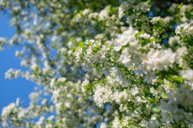 Çiçek açan bir elma ağacının dalları gökyüzüne karşı beyaz çiçekler içinde