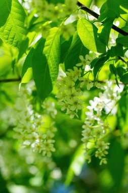 Güneşli bir bahar gününde, beyaz çiçeklerin içinde çiçek açan kuş kirazı dalları..