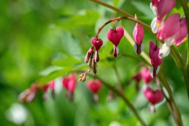 Çiçek açan pembe kalp şeklindeki dicenteler yaz bahçesinde.