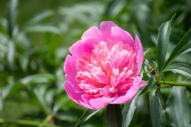 Pembe şakayık çiçeği bir yaz gününde batan güneşin ışınlarına karşı.