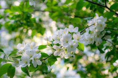 Çiçek açan bir elma ağacının dalları gökyüzüne karşı beyaz çiçekler içinde