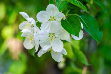Çiçek açan bir elma ağacının dalları gökyüzüne karşı beyaz çiçekler içinde