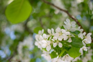 Çiçek açan bir elma ağacının dalları gökyüzüne karşı beyaz çiçekler içinde