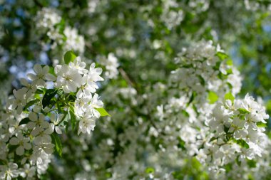 Çiçek açan bir elma ağacının dalları gökyüzüne karşı beyaz çiçekler içinde