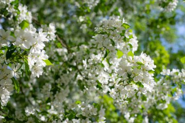 Çiçek açan bir elma ağacının dalları gökyüzüne karşı beyaz çiçekler içinde