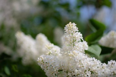Güneşli bir günde açan beyaz leylak dalı bulanık bir arkaplanı kapatır..