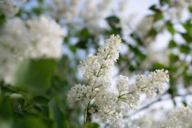 Güneşli bir günde açan beyaz leylak dalı bulanık bir arkaplanı kapatır..