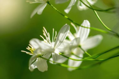 Güneşli bir günde baharda, beyaz çiçekli bir ağacın dalına..